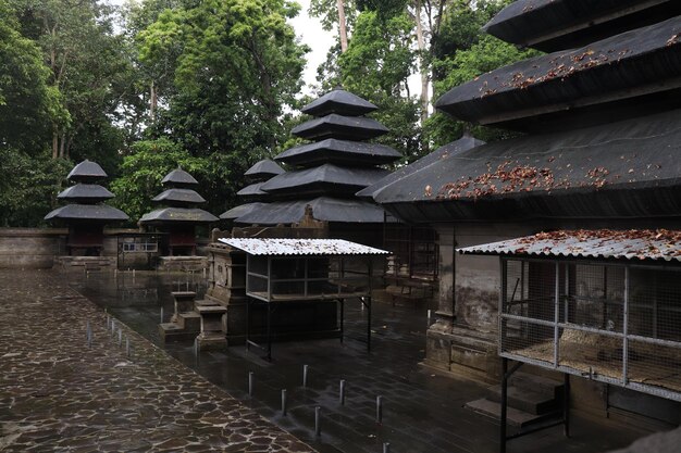 A beautiful view of Monkey Forest in Bali Indonesia