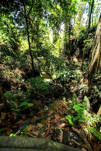 A beautiful view of Monkey Forest located in Ubud Bali Indonesia