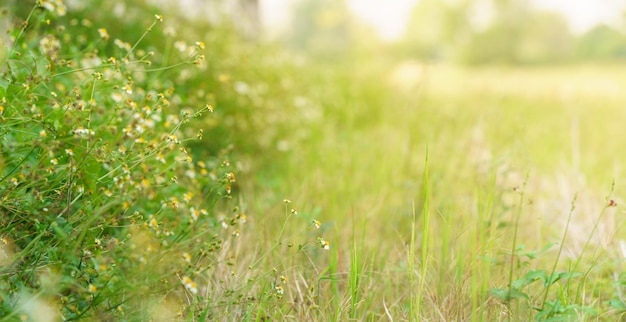 写真 背景として緑の葉自然植物風景生態壁紙ページのコンセプトを使用してコピースペースで日光の下で黄色の花粉とミニ白い花の美しいビュー