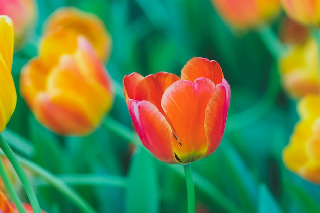 写真 赤いチューリップの美しい景色。チューリップの花の牧草地。チューリップのクローズアップ