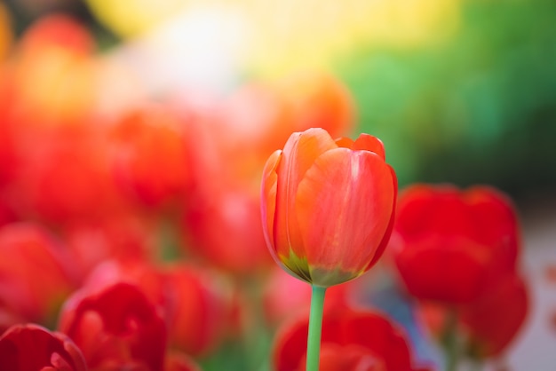 写真 赤いチューリップの美しい景色。チューリップの花の牧草地。チューリップのクローズアップ