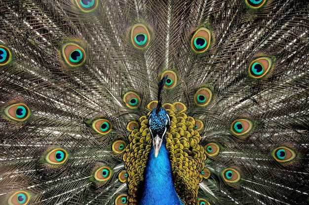 Beautiful view of a peacock