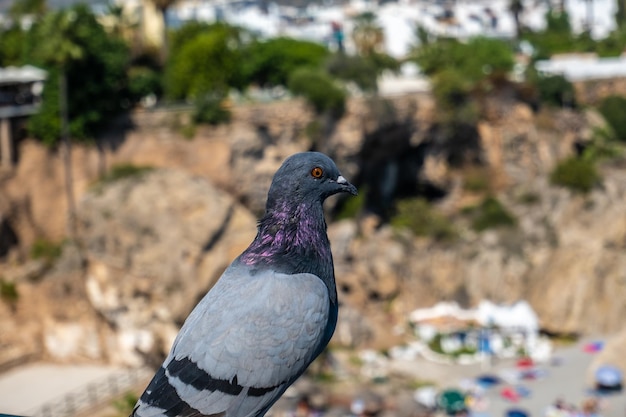 Beautiful view of a pigeon on the beach in Nerja Spain