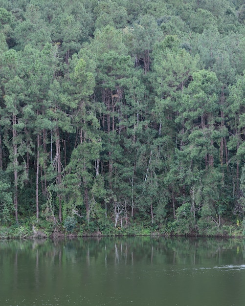 Beautiful view of pine tree reflection in a lake in Mae Hong Son, Thailand