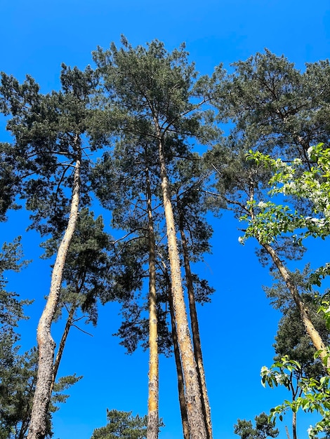 Beautiful view of pines against the blue sky Closeup