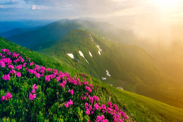 Beautiful view of pink rhododendron rue flowers blooming on mountain slope with foggy hills with green grass and carpathian mountains in distance with dramatic clouds sky. beauty of nature concept.