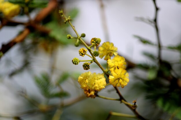 とげのあるアカシアの花の美しい景色