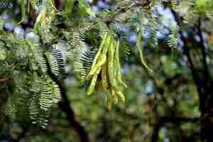 Photo a beautiful view of prosopis juliflora fruits