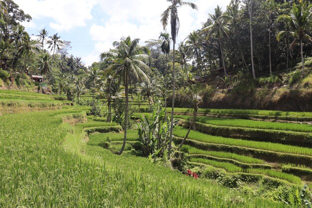 A beautiful view of rice field in Bali Indonesia