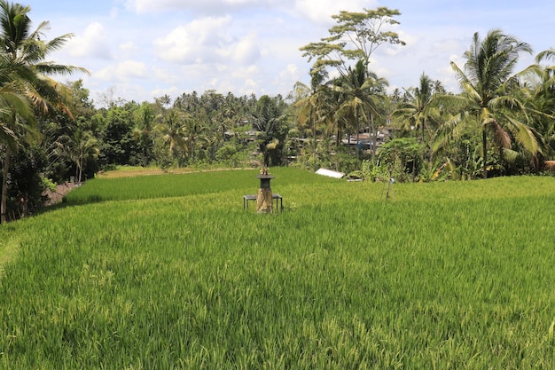 A beautiful view of rice field in Bali Indonesia