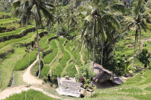 A beautiful view of rice field in Bali Indonesia