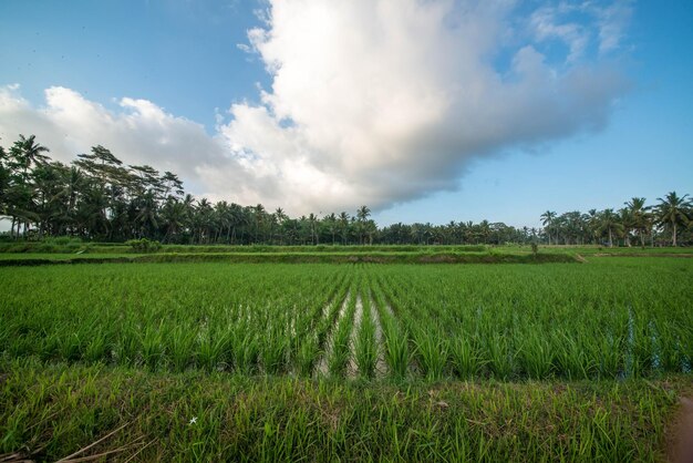 A beautiful view of rice field in Bali Indonesia