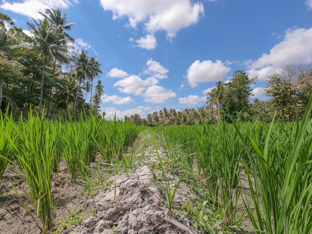 Красивое рисовое поле с голубым небом и облаками на острове бали