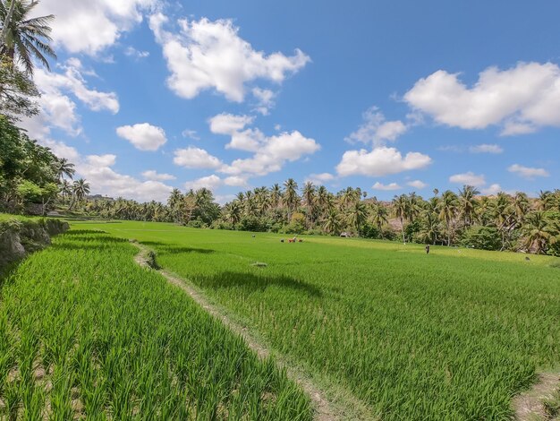 Beautiful view rice field with Blue sky and clouds in bali island