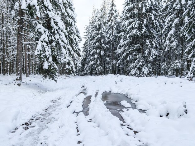 Beautiful view of the road in the winter forest