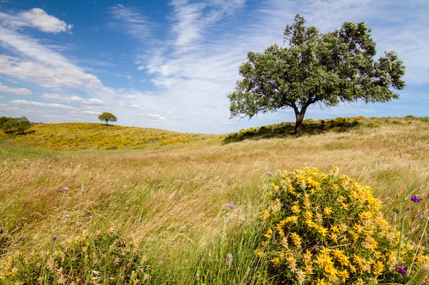 Beautiful view of the rural countryside of the Algarve region.