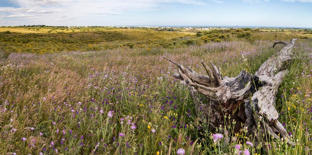 Beautiful view of the rural countryside of the Algarve region.