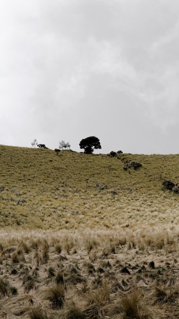 Beautiful view of the savanna of Mount Merbabu