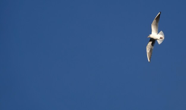 Beautiful view of a seagull flying in the blue sky