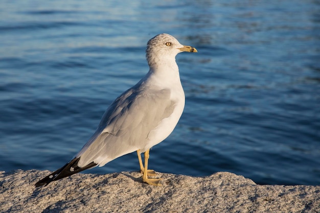 海鳥 の 美しい 景色