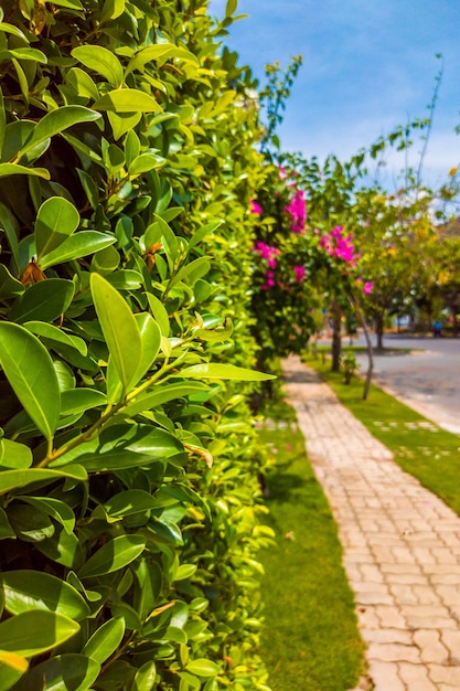 Beautiful view of sidewalk with paving stone near modern houses in comfortable village in sunny weather with blue sky Trees flowers and green leaves nature wall outside Stories vertical format