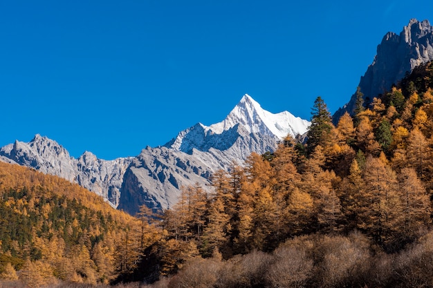 美しい景色の雪のピーク、夏の自然保護区、四川省、中国の秋の葉。