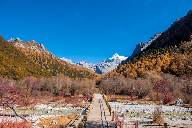 Beautiful view snow peak with autumn leaves in  yading nature reserve, Sichuan, China.