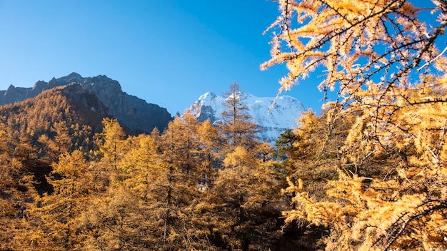 Пик снега красивого вида с листьями осени в заповеднике yading, Сычуань, Китае.