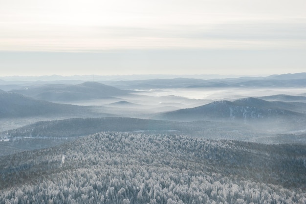 Beautiful view of a snowy forest