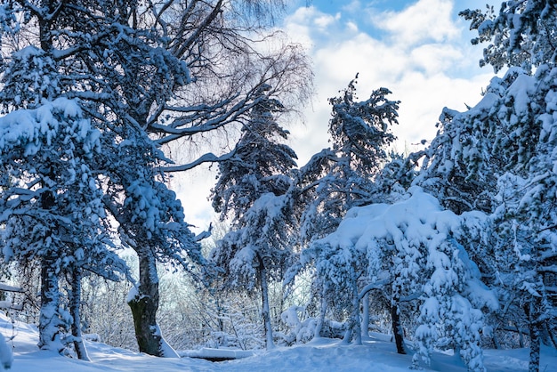 겨울 날 눈 덮인 가문비나무의 아름다운 전망. 멋진 자연 벽지, 크리스마스 아름다움.