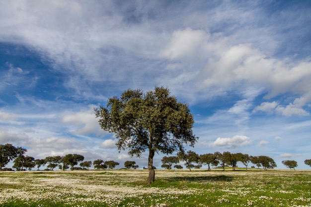 Beautiful view of a spring countryside landscape on the Alentejo region, Portugal.
