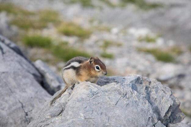 Photo beautiful view of a squirrel in nature