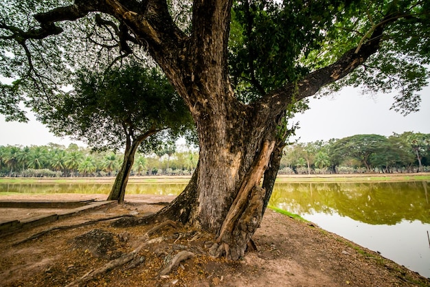 タイにあるスコータイ歴史公園の美しい景色