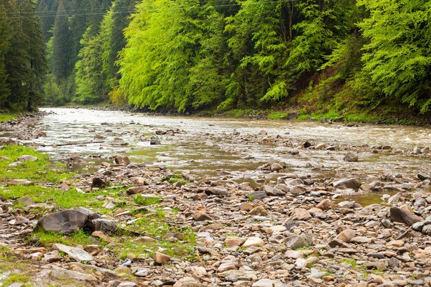 Beautiful view of summer landscape with river and forest