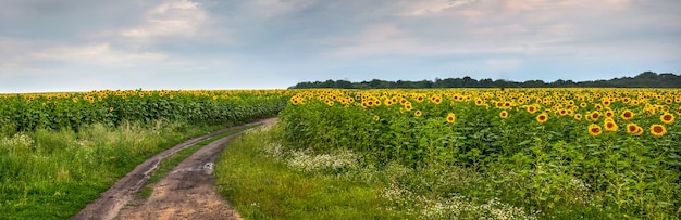 Beautiful view on sunflower field with sky and dirty road