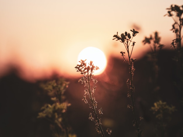 Photo beautiful view of the sunset through the tall grass