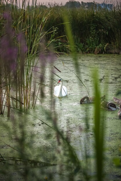 Прекрасный вид на лебедя с птенцами, плавающими на озере