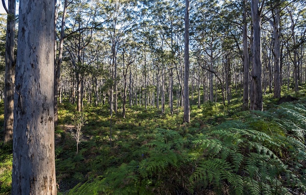 Photo beautiful view of the tall karri trees in a forest captured in western australia