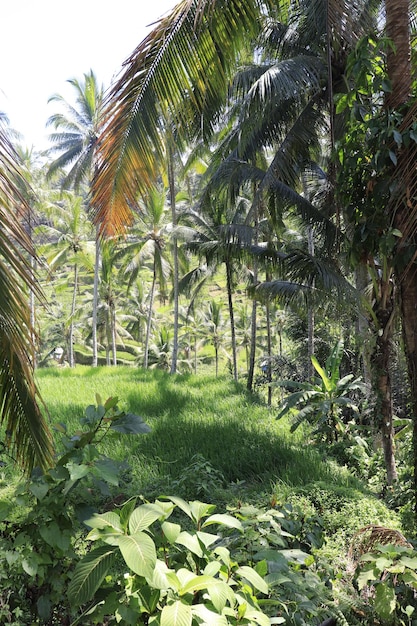 A beautiful view of tegalalang located in ubud bali indonesia