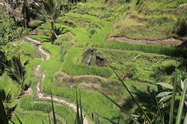 A beautiful view of Tegalalang located in Ubud Bali Indonesia