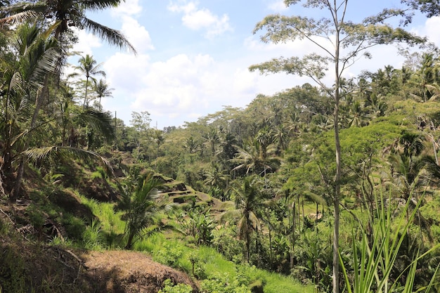 Una bellissima vista di tegalalang situata a ubud bali indonesia