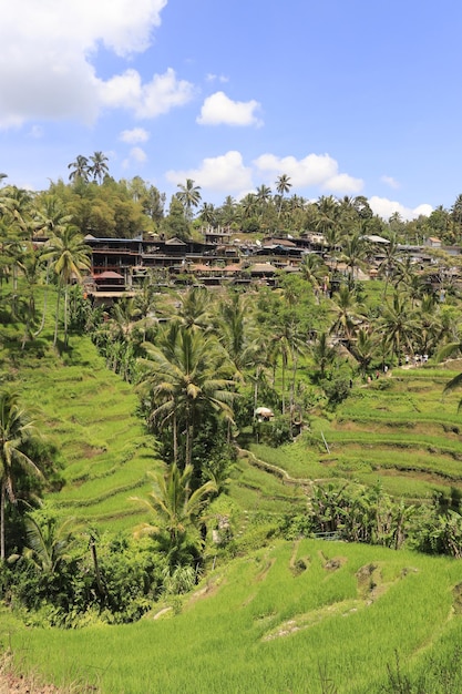 A beautiful view of Tegalalang located in Ubud Bali Indonesia