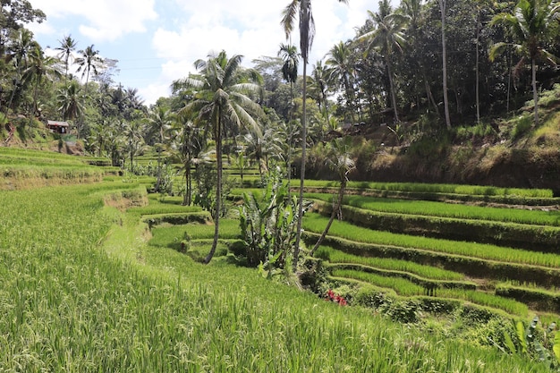 Una bellissima vista di tegalalang situata a ubud bali indonesia