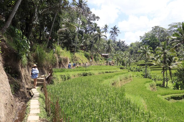 A beautiful view of Tegalalang located in Ubud Bali Indonesia