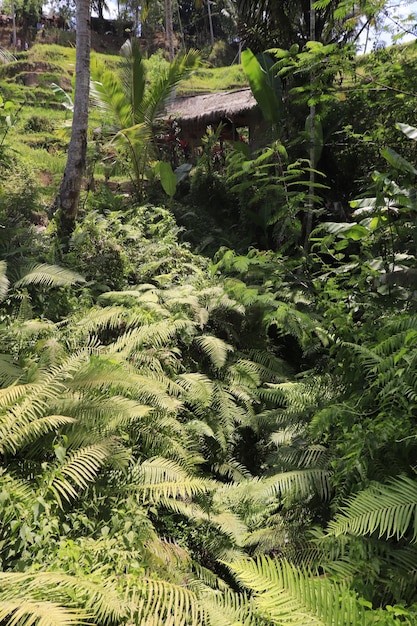 A beautiful view of Tegalalang located in Ubud Bali Indonesia