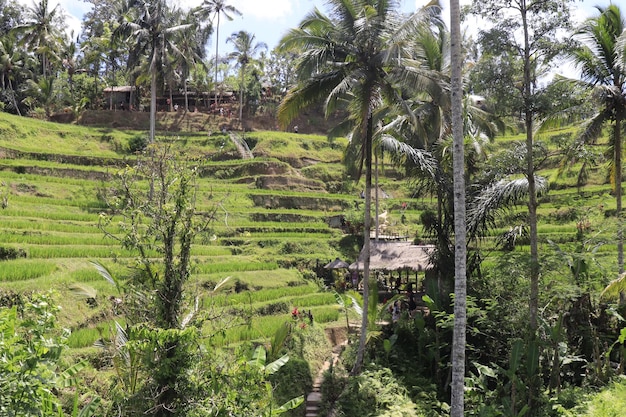 인도네시아 발리 우붓에 위치한 뜨갈랄랑의 아름다운 전망