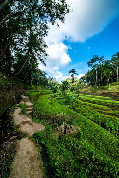 인도네시아 발리 우붓에 위치한 뜨갈랄랑 논(Tegalalang Rice Field)의 아름다운 전망