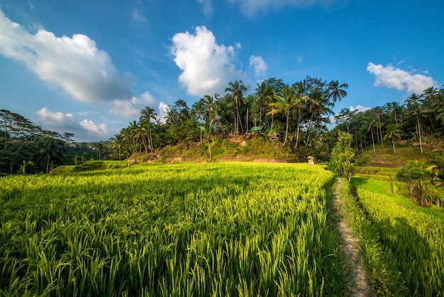 인도네시아 발리 우붓에 위치한 뜨갈랄랑 논(Tegalalang Rice Field)의 아름다운 전망