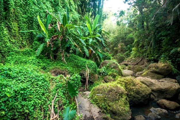 A beautiful view of Tegenungan Waterfall in Bali Indonesia