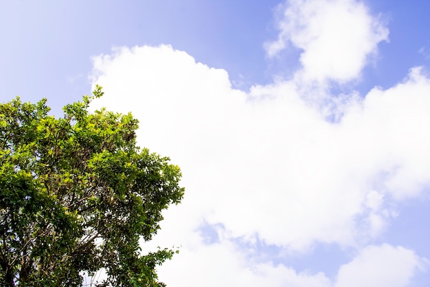 Beautiful view of tree and cloudy above the mountain background